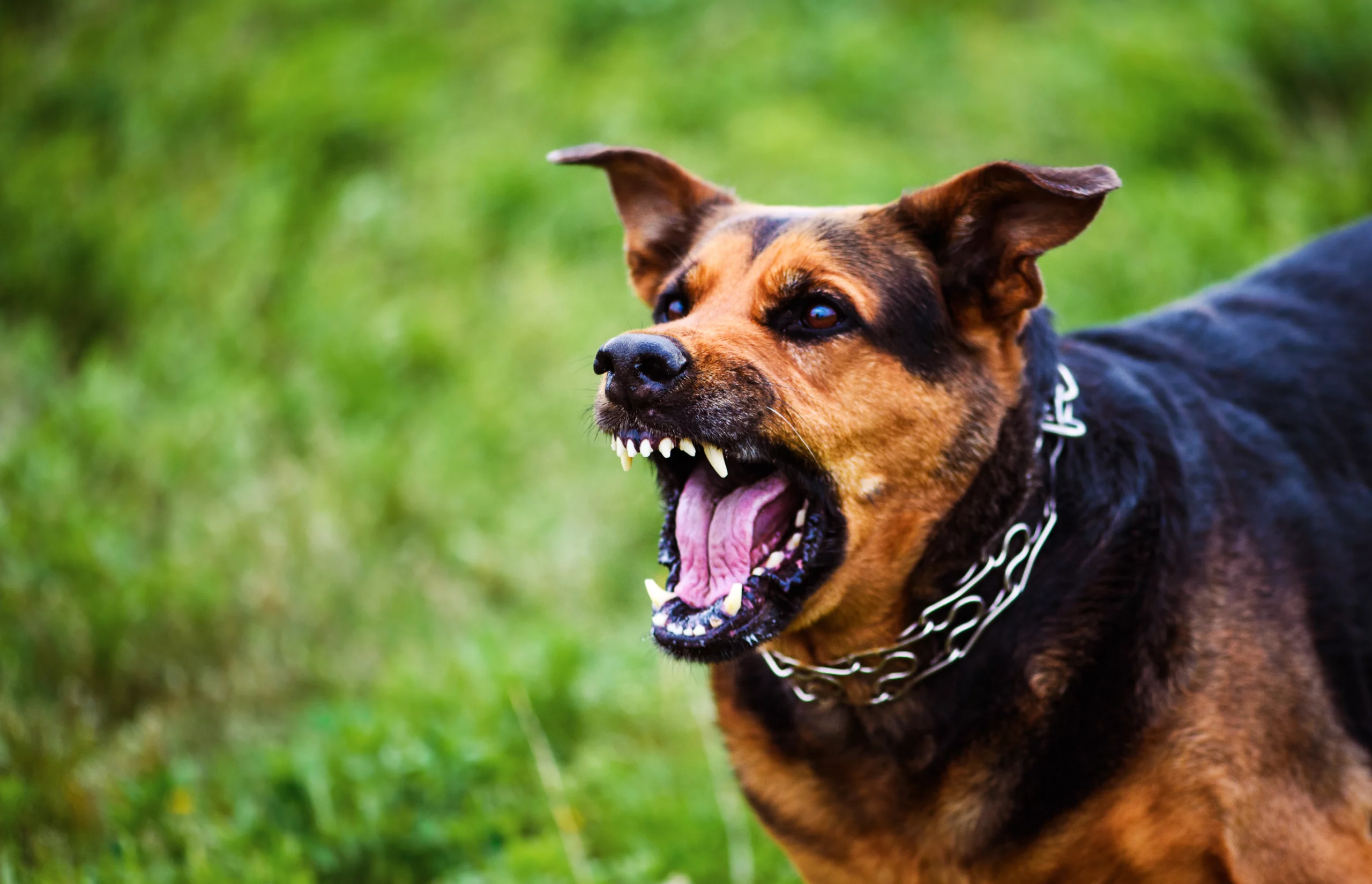Aggressive brown and black dog with spiked collar baring teeth in field, illustrating dog bite liability in Alabama